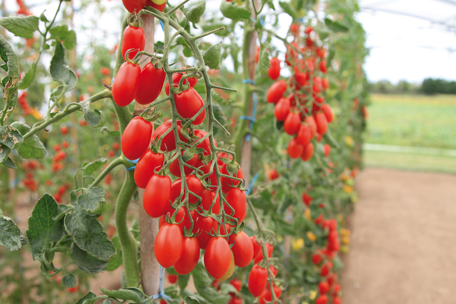 TOMATE ALLONGÉE